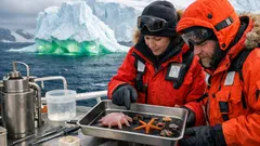 Antartide, scoperti organismi mai descritti: cosa ha trovato la spedizione vicino al ghiacciaio Denman