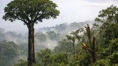 L’albero che sopravvive ai fulmini: il caso sorprendente della Dipteryx oleifera a Panama