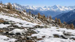 Perché l’ermellino diventa bianco d’inverno: il segreto del mimetismo sulla neve