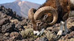 Il muflone invasivo sul Teide: perché Tenerife rischia di perdere le sue piante endemiche