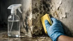 Muffa sulle pareti: come eliminarla con aceto e prevenire che torni